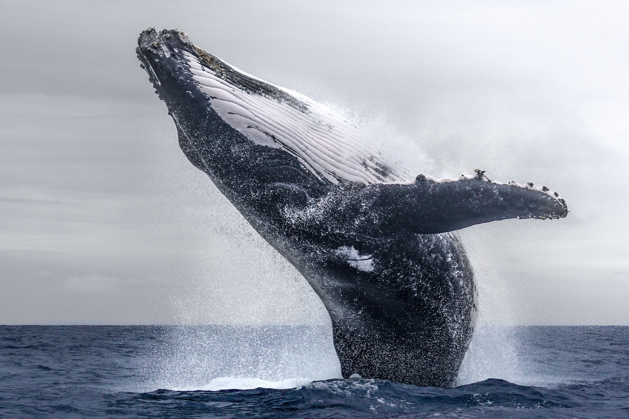 Гигантский горбатый кит